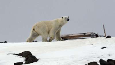 Кобылкин призвал решить проблему появления белых медведей на помойках