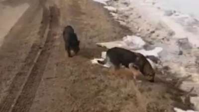 В Татарстане у дороги выбросили живых собак в завязанных мешках. Видео