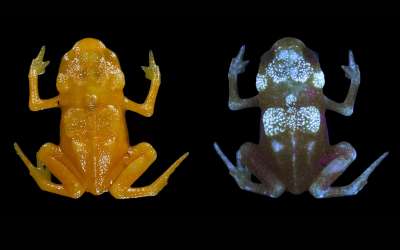 Мерцающий скелет: почему седлоносные жабы светятся изнутри