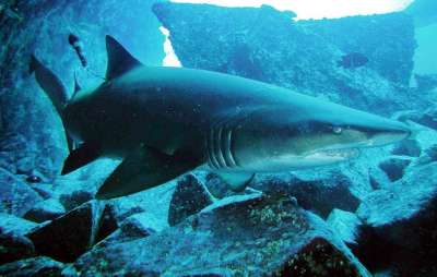 На севере Австралии обнаружили неизвестную ученым колонию акул-нянек