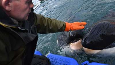 Косаток из "китовой тюрьмы" выпустят в дикую природу