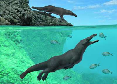Четвероногий древний кит помог палеонтологам описать пути миграции китообразных