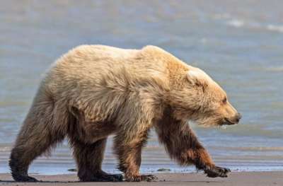 На Аляске сфотографировали медведя-блондина