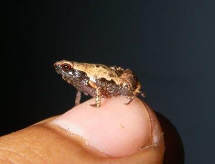 Пять видов очень маленьких лягушек открыты на Мадагаскаре