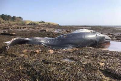Горбатый кит утонул в Шотландии