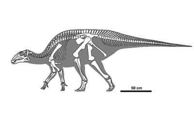 Останки неизвестного гадрозавроида найдены в Монголии ... Источник: https://inforeactor.ru/225213-ostanki-neizvestnogo-gadrozavroida-naideny-v-mongolii