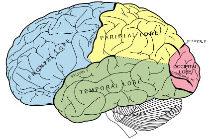 Электрическая стимуляция мозга помогает при возрастном ухудшении памяти