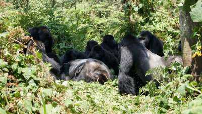 Как гориллы прощаются с усопшими
