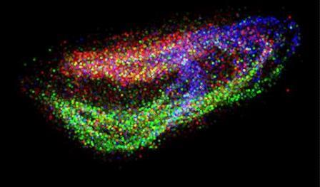 Новый инструмент использует РНК-секвенирование для отображения клеточных и тканевых функций