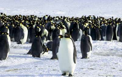 В Антарктиде из-за изменений климата исчезла одна из крупнейших в мире колоний пингвинов