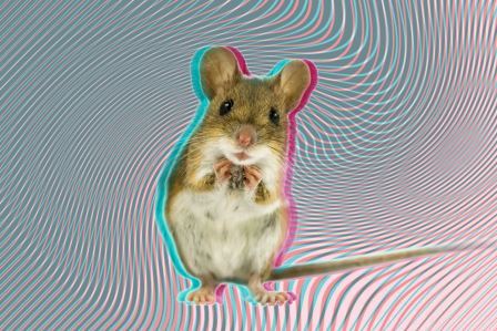 Производное амфетамина переключило мозг мышей с обычного зрения на «внутреннее»