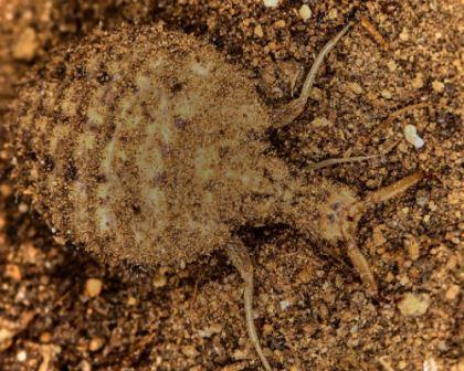Учёные объяснили работу смертельной ловушки муравьиных львов