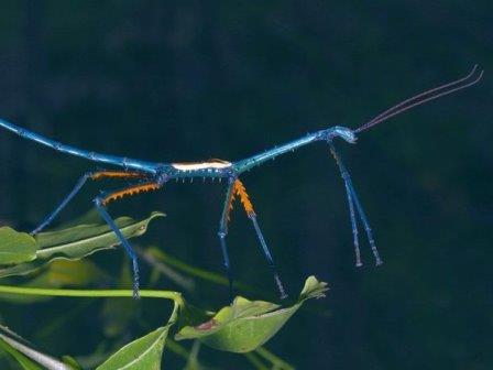 Готовый размножаться самец мадагаскарского палочника становится ярко-синим