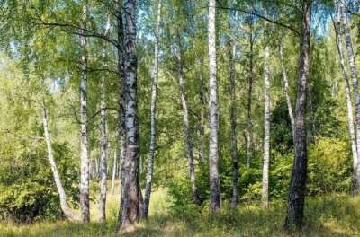 Ответственность без радикальных мер: каким будет новый Лесной кодекс