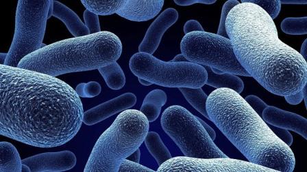 Семьи бактерий «отстреливаются» от чужаков вирусами